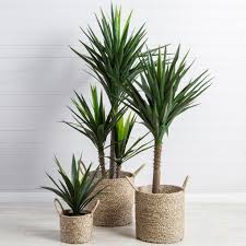 Yucca