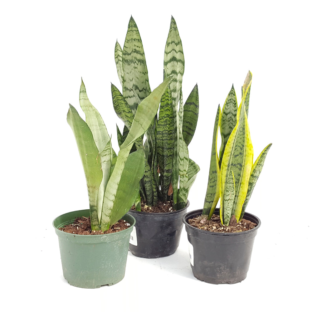 Snake Plant